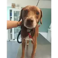 Foto dell\'animale cane - Matr. 2021/1484 - Microchip 380260044449188