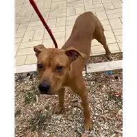 Foto dell\'animale cane - Matr. 2021/1487 - Microchip 380260044476436