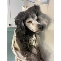 Foto dell\'animale cane - Matr. 2021/1485 - Microchip 380260002419763