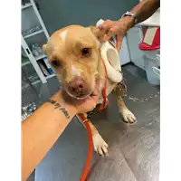 Foto dell\'animale cane - Matr. 2021/1488 - Microchip 380260044477008