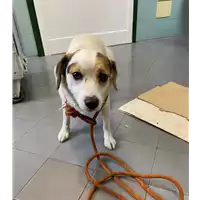 Foto dell\'animale cane - Matr. 2021/1489 - Microchip 380260044476666
