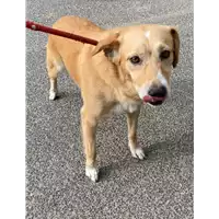 Foto dell\'animale cane - Matr. 2021/1486 - Microchip 380260044449361