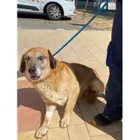 Foto dell\'animale cane - Matr. 2021/1491 - Microchip 380260044436971
