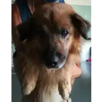 Foto dell\'animale cane - Matr. 2021/1495 - Microchip 380260044477034