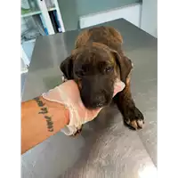 Foto dell\'animale cane - Matr. 2021/1492 - Microchip 380260044449275