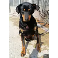 Foto dell\'animale cane - Matr. 2021/1494 - Microchip 380260044476604