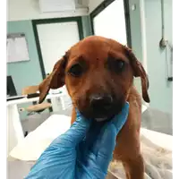 Foto dell\'animale cane - Matr. 2021/1496 - Microchip 380260044477015