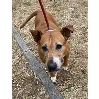 Foto dell\'animale cane - Matr. 2021/1499 - Microchip 380260044476105