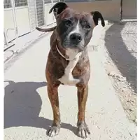 Foto dell\'animale cane - Matr. 2021/1503 - Microchip 380260044541157