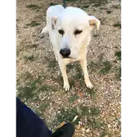 cane - Matr. 2012/0154 - Microchip 380260000725533