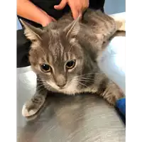 Foto dell\'animale gatto - Matr. 2021/1510 - Microchip 380260044446864