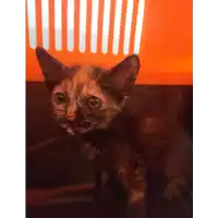 Foto dell\'animale gatto - Matr. 2021/1511 - Microchip 380260044437187