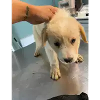 Foto dell\'animale cane - Matr. 2021/1512 - Microchip 380260044446228