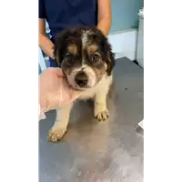 Foto dell\'animale cane - Matr. 2021/1514 - Microchip 380260044446656