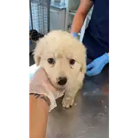Foto dell\'animale cane - Matr. 2021/1515 - Microchip 380260044446353