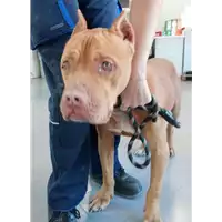 Foto dell\'animale cane - Matr. 2021/1517 - Microchip 380260044446248