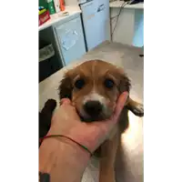 Foto dell\'animale cane - Matr. 2021/1519 - Microchip 380260044445997