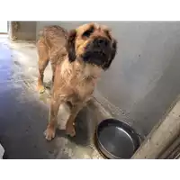 Foto dell\'animale cane - Matr. 2017/0739 - Microchip 380260043150202