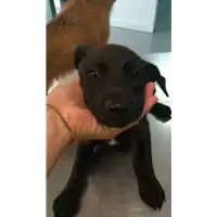Foto dell\'animale cane - Matr. 2021/1520 - Microchip 380260044446869
