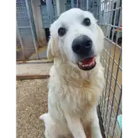 Foto dell\'animale cane - Matr. 2021/1525 - Microchip 380260044440855