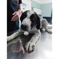Foto dell\'animale cane - Matr. 2021/1527 - Microchip 380260044437565
