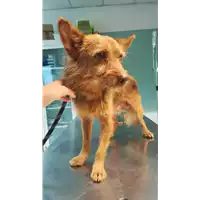 Foto dell\'animale cane - Matr. 2021/1523 - Microchip 380260044446425