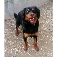 Foto dell\'animale cane - Matr. 2021/1522 - Microchip 380260044446901