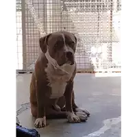 Foto dell\'animale cane - Matr. 2021/1468 - Microchip 380260101873354