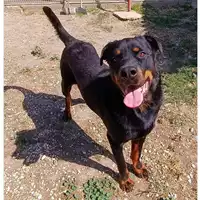 Foto dell\'animale cane - Matr. 2021/1535 - Microchip 380260044449830