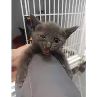 Foto dell\'animale gatto - Matr. 2021/1532 - Microchip 380260044446266