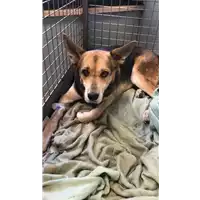 cane - Matr. 2021/1539 - Microchip 380260000093468