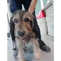 cane - Matr. 2021/1538 - Microchip 380260044449037