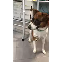Foto dell\'animale cane - Matr. 2021/1544 - Microchip 380260043074329