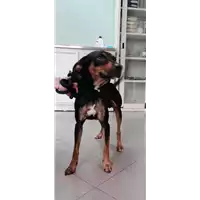 Foto dell\'animale cane - Matr. 2021/1546 - Microchip 380260191820335