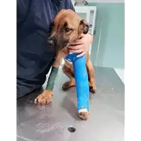 Foto dell\'animale cane - Matr. 2021/1547 - Microchip 380260044449265