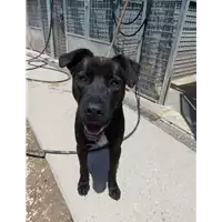 Foto dell\'animale cane - Matr. 2021/1549 - Microchip 380260044476837