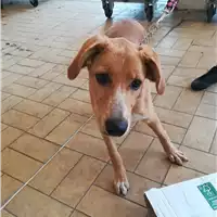 Foto dell\'animale cane - Matr. 2021/1548 - Microchip 380260004421550