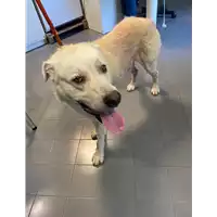 Foto dell\'animale cane - Matr. 2021/1553 - Microchip 380260100549418