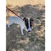 Foto dell\'animale cane - Matr. 2021/1554 - Microchip 380260044476206