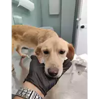 Foto dell\'animale cane - Matr. 2021/1368 - Microchip 380260044436963