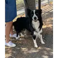Foto dell\'animale cane - Matr. 2021/1555 - Microchip 380260100685420