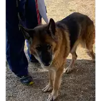 Foto dell\'animale cane - Matr. 2012/1796 - Microchip 380260000151228