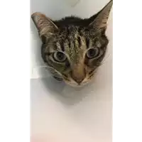 Foto dell\'animale gatto - Matr. 2019/1431 - Microchip 380260043853575