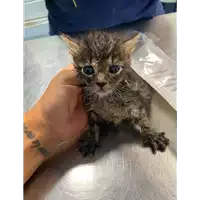 Foto dell\'animale gatto - Matr. 2021/1557 - Microchip 380260044476886
