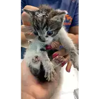 Foto dell\'animale gatto - Matr. 2021/1558 - Microchip 380260044476641