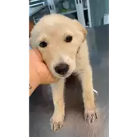 Foto dell\'animale cane - Matr. 2021/1559 - Microchip 380260044476735
