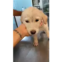 Foto dell\'animale cane - Matr. 2021/1560 - Microchip 380260044476178