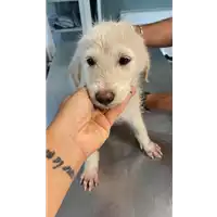 Foto dell\'animale cane - Matr. 2021/1562 - Microchip 380260044449256