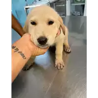 Foto dell\'animale cane - Matr. 2021/1563 - Microchip 380260044446167