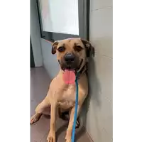 Foto dell\'animale cane - Matr. 2021/1564 - Microchip 380260101769734